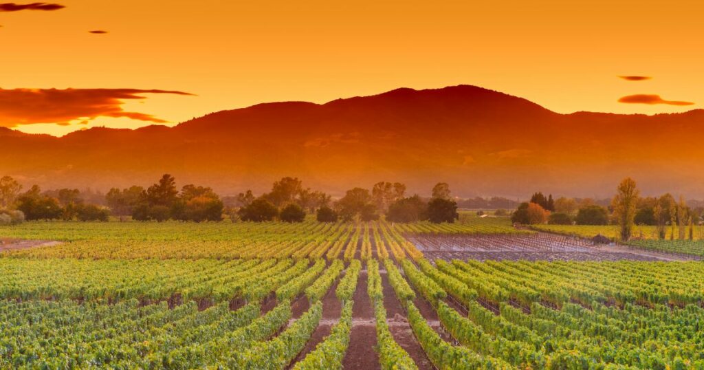 Enoturismo en Napa Valley