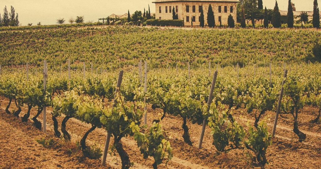 Festival de Vino en La Rioja