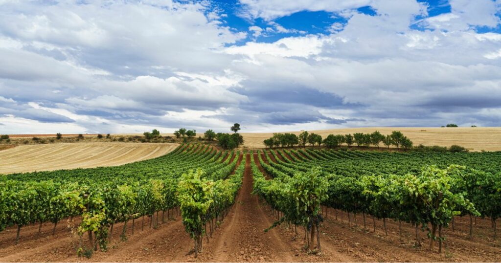 Catas de Vino en Ribera del Duero