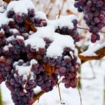 Cómo se Producen los Vinos de Hielo