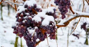 Cómo se Producen los Vinos de Hielo