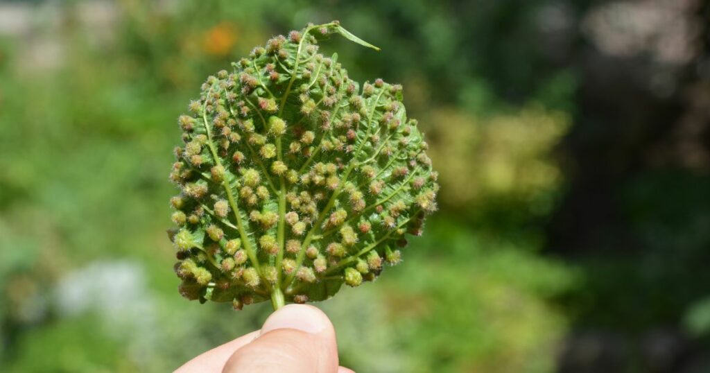 El Impacto de la Filoxera en el Siglo XIX