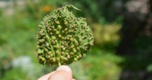 El impacto de la filoxera en el siglo XIX