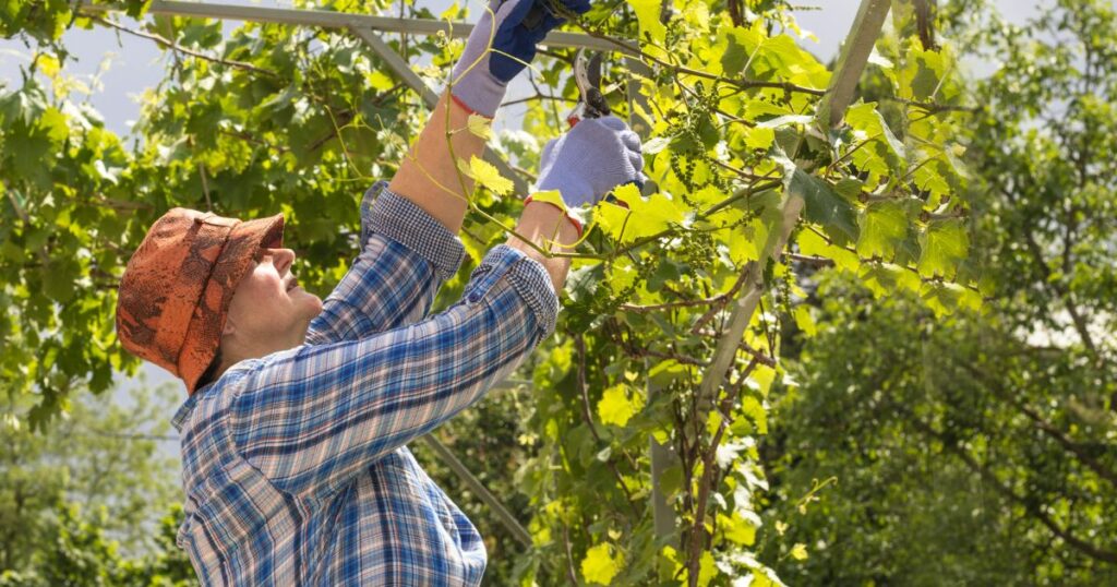 El papel del viticultor Desde la viña hasta la botella