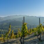 Explorando la Ruta del Vino en Priorat