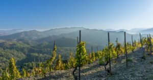 Explorando la Ruta del Vino en Priorat