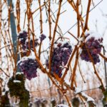 Vinos de hielo La magia del Eiswein