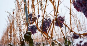 Vinos de hielo La magia del Eiswein