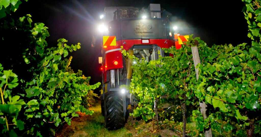 La vendimia nocturna en Sabor Vino