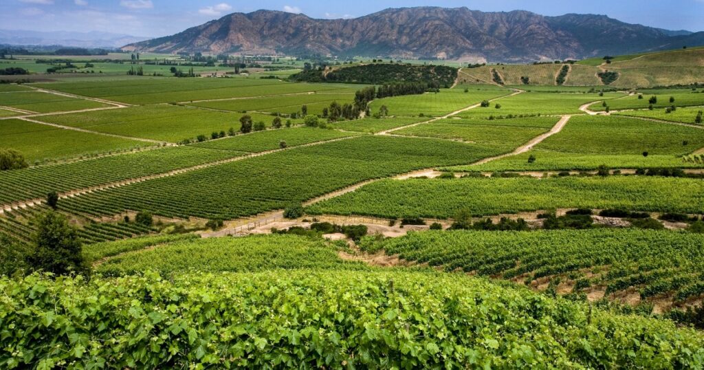 Tour de vinos en el Valle de Colchagua, Chile