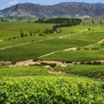 Tour de vinos en el Valle de Colchagua, Chile