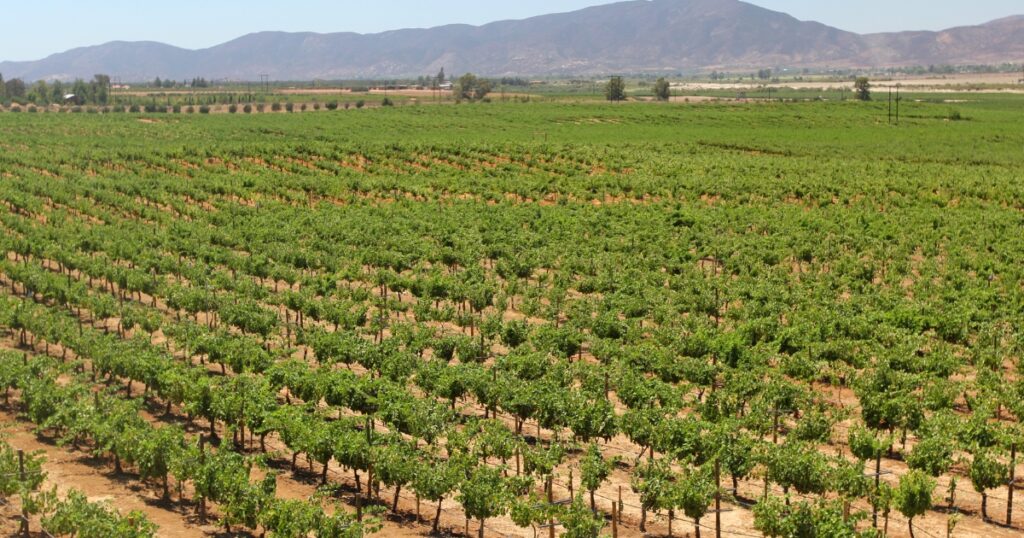 Viñedos del Valle de Guadalupe