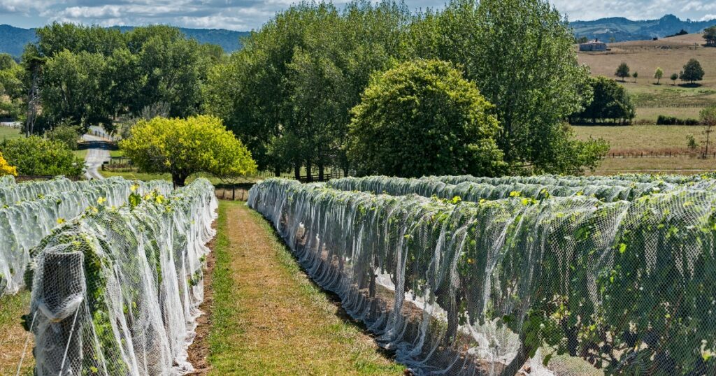 Bodegas boutique en Nueva Zelanda en Sabor Vino