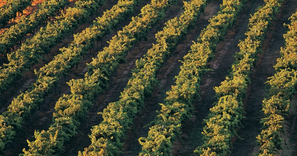 Tecnología en la viticultura de precisión en Sabor Vino