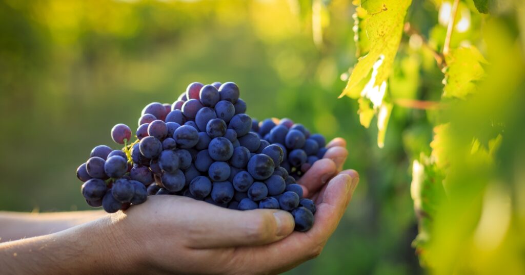 Vinos biodinámicos en Sabor Vino