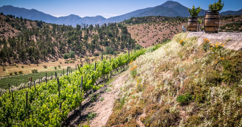 Enoturismo en el Valle de Casablanca en Sabor Vino