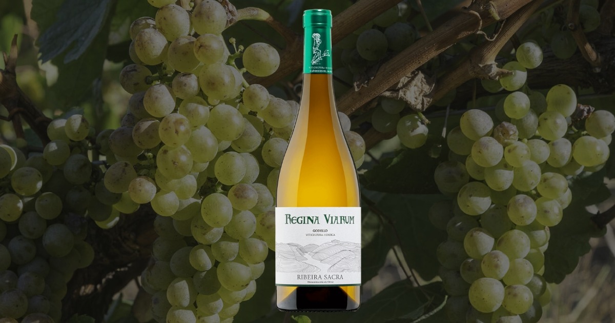 Regina Viarum Godello en Sabor Vino