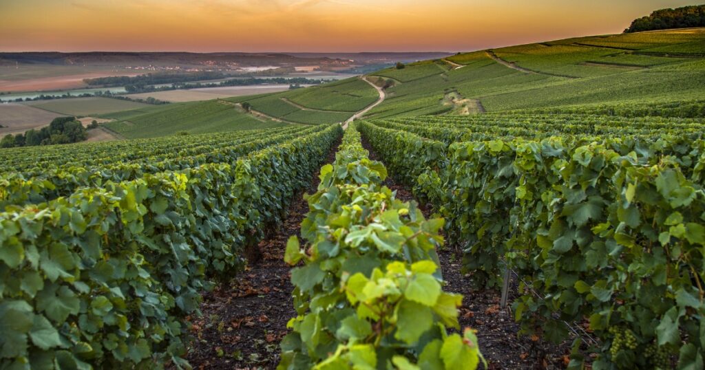 Ruta del vino en la región de Champagne en Sabor Vino