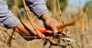 Técnicas de poda en viñedos y su impacto en el vino en Sabor Vino