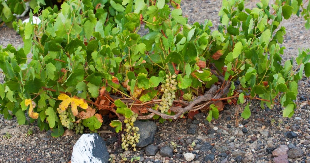 Descubre las Bodegas de Santorini en Sabor Vino