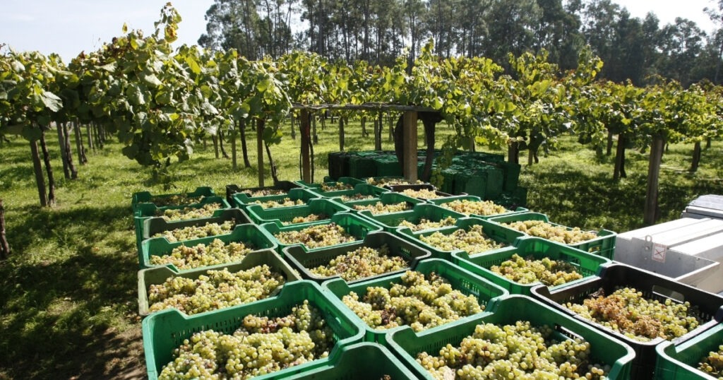 Rías Baixas en Sabor Vino