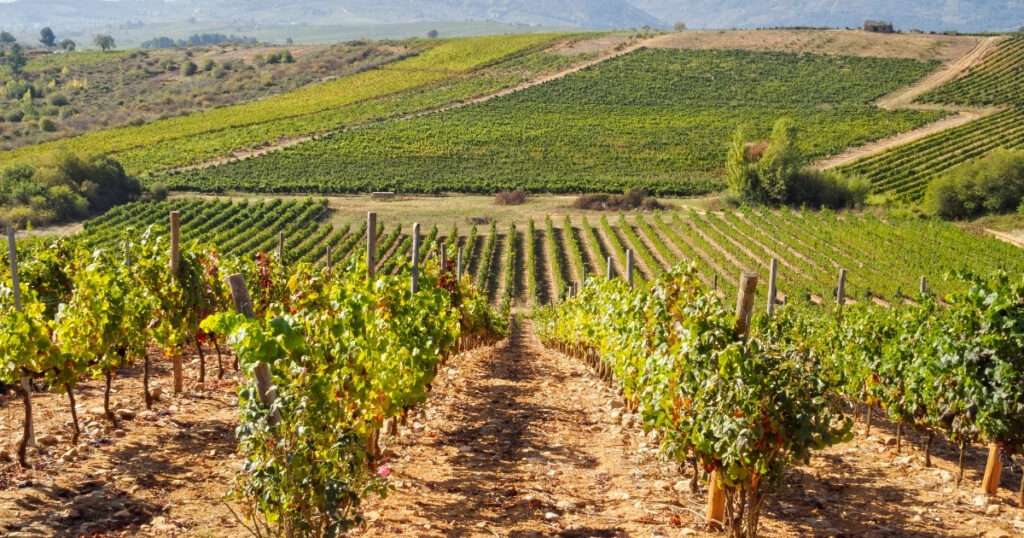 Enoturismo en Galicia. Viñedos en Villafranca del Bierzo