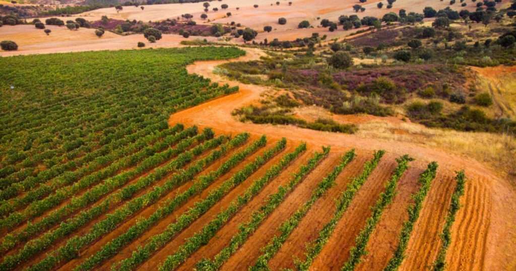 Gewürztraminer Finca Río Negro