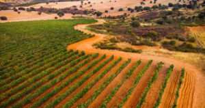 Gewürztraminer Finca Río Negro