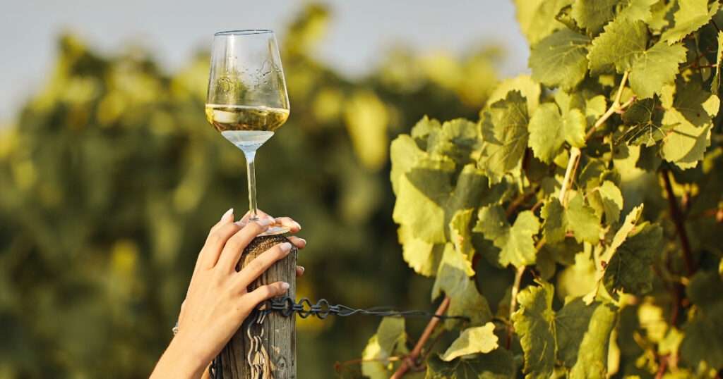 Vino europeo. Política vitivinícola europea