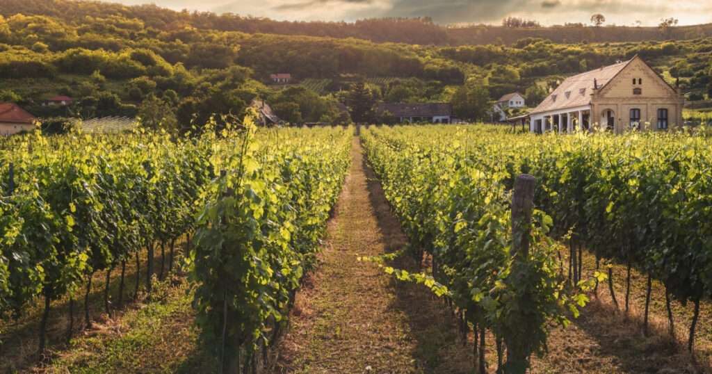 términos del vino