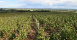 Regiones vinícolas