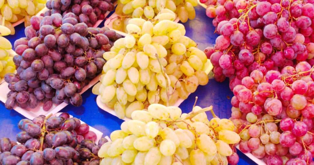 variedades de uva