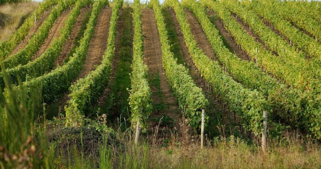 Regiones de vino en España