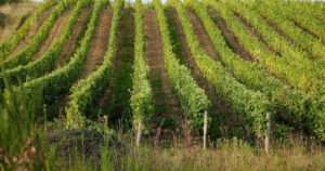 Regiones de vino en España