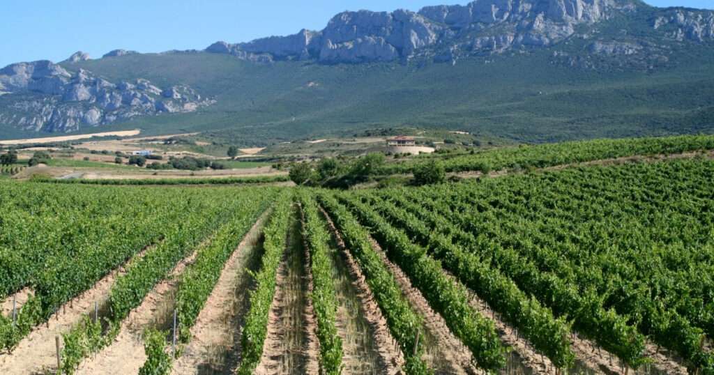 Vinos de La Rioja