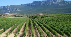 Vinos de La Rioja