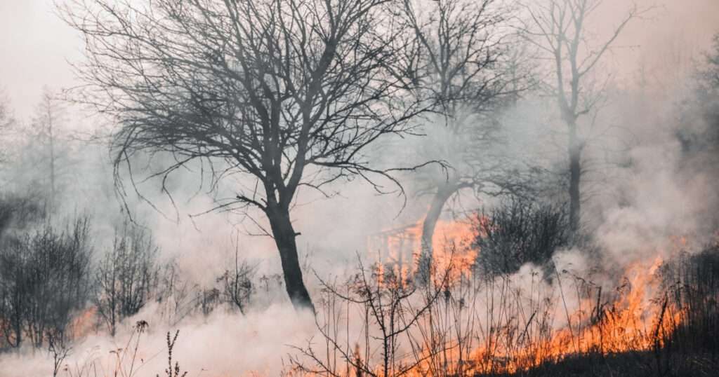 incendios forestales viñedo