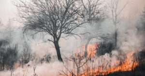 incendios forestales viñedo