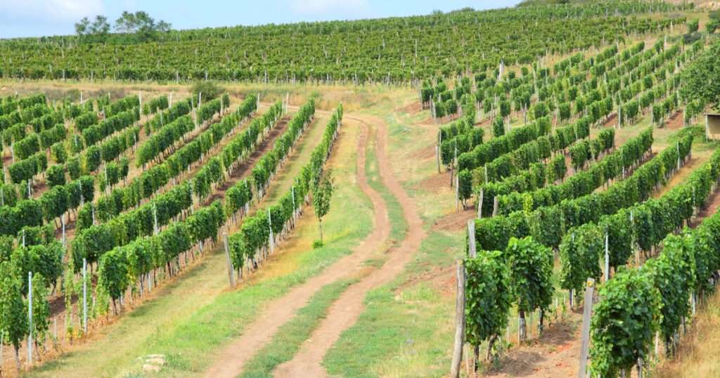 Región de Tokaj