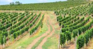 Región de Tokaj