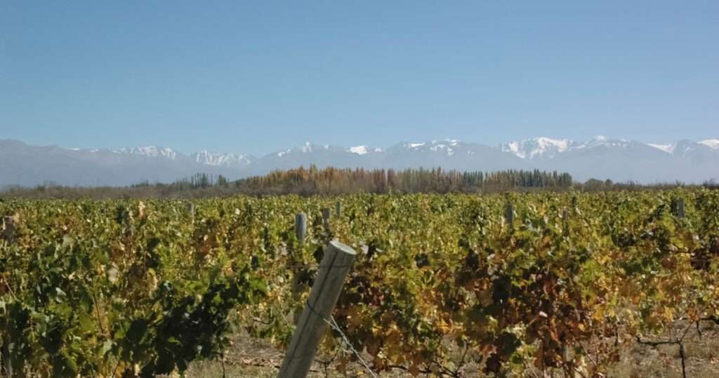 Vinos de altura