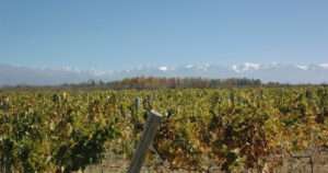 Vinos de altura
