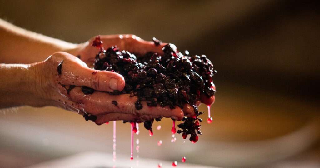fermentación en la elaboración del vino