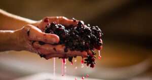 fermentación en la elaboración del vino
