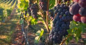 vino orgánico y natural