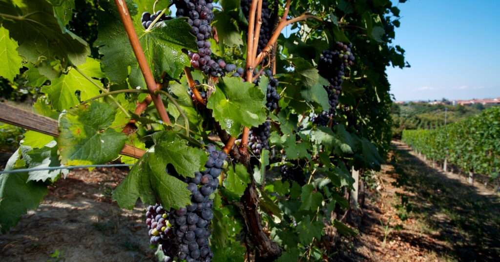 regiones de vino en Italia