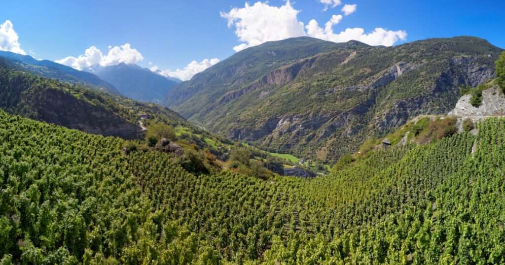 viñedos más altos del mundo