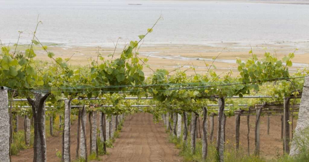 Albariño 95 puntos Parker