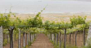 Albariño 95 puntos Parker
