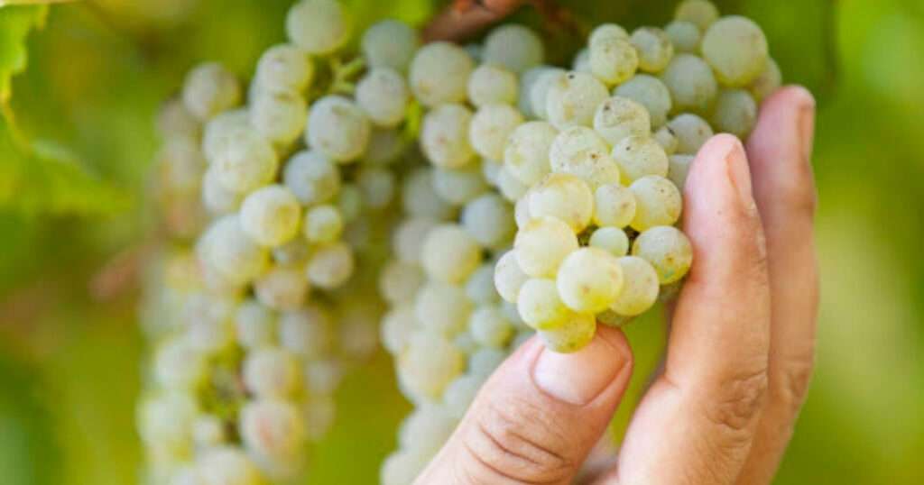 DO Rías Baixas